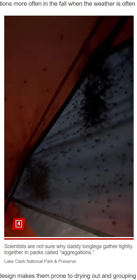 米アラスカ州の大自然に囲まれた国立公園内でテントを広げ、就寝したキャンパー。“カサカサ”という奇妙な音で目を覚ました（画像は『New York Post　2023年11月3日付「Hundreds of daddy longlegs cover camper’s tent in skin-crawling video」（Lake Clark National Park ＆ Preserve）』のスクリーンショット）