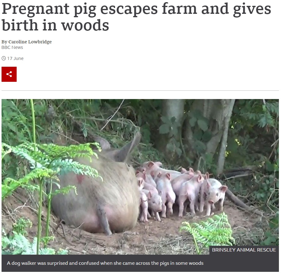 2021年6月、英ノッティンガムシャーの森で9匹の子ブタに授乳するブタが目撃された。このブタは妊娠中、屠殺される前に養豚場から逃げて我が子を産んでいた（画像は『BBC　2021年6月17日付「Pregnant pig escapes farm and gives birth in woods」（BRINSLEY ANIMAL RESCUE）』のスクリーンショット）