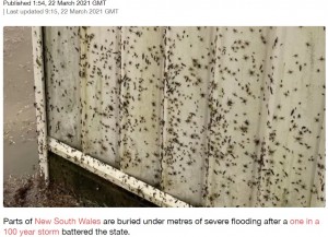 2021年3月、豪ニューサウスウェールズ州で大洪水が発生。クモも集団で高台に逃げていた（画像は『LADbible　2021年3月22日付「Terrifying Images Show Thousands Of Spiders Trying To Escape NSW Flooding」』のスクリーンショット）