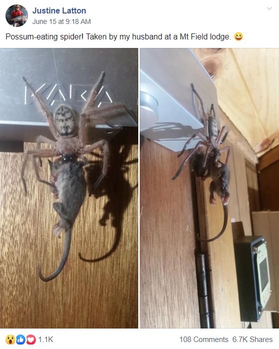 2019年6月に豪タスマニアの国立公園を訪れていたある夫妻、ロッジで巨大なアシダカグモがピグミーポッサムを捕食している姿を捉える（画像は『Justine Latton　2019年6月15日付Facebook「Possum-eating spider! Taken by my husband at a Mt Field lodge.」』のスクリーンショット）