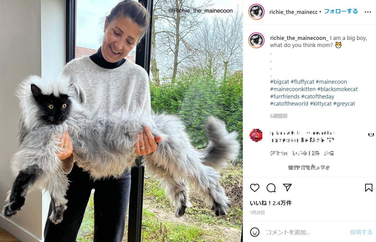 フランスのある家で飼われている「メインクーン」という大型種の猫。SNSで「キツネザルみたい」と話題になった（画像は『Richie du Mont d’Even　2022年1月20日付Instagram「I am a big boy, what do you think mom?」』のスクリーンショット）