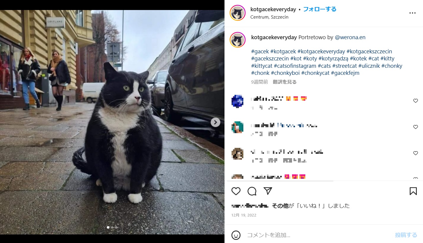 ポーランドで昨年話題になった不愛想な野良猫。一時はグーグルマップ上にランドマークとして登録され、高評価を集めるほどの人気を得ていた（画像は『Gacek　2022年12月19日付Instagram「Portretowo by ＠werona.en」』のスクリーンショット）