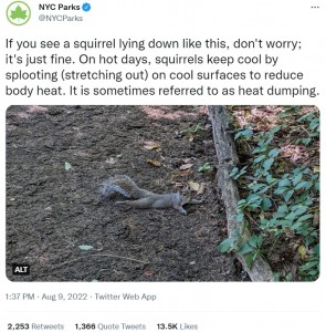 米ニューヨーク市パーク・アンド・レクリエーション局が2022年8月に投稿したリスの写真。実はこのポーズ、暑さが原因の行動だった（画像は『NYC Parks　2022年8月9日付X「If you see a squirrel lying down like this, don’t worry;」』のスクリーンショット）