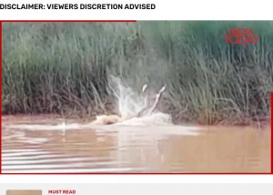 印オディシャ州で今年8月、川で沐浴をしていた女性がワニに襲われて死亡した。ワニは女性を濁った水面に何度も叩きつけていた（画像は『India Today　2023年8月16日付「Caught on camera: Crocodile drags Odisha woman into river, kills her」』のスクリーンショット）