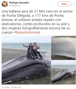 2018年に南米チリのビーチにシロナガスクジラの死骸が流れ着いた。その死んだクジラに「愛してるよ」と落書きをして、Vサインで写真撮影をした人がいた（画像は『Rodrigo Saavedra　2018年2月18日付Twitter「Una ballena azul de 21 Mts varo en el sector de Punta Delgada, a 117 kms de Punta Arenas, el cetáceo estaba rayado con dedicatorias, cortes profundos en su piel y dos mujeres fotografiándose encima de su cuerpo ＃RespetoAnimal」』のスクリーンショット）