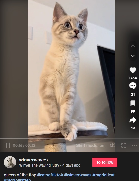 ウィンバーは生後4か月のメスで、シャム系ではないもののリンクスポイントが特徴のラグドールという。「バイバイ」はある日突然始まったそうだ（画像は『Winver The Waving Kitty　2023年11月23日付TikTok「queen of the flop」』のスクリーンショット）