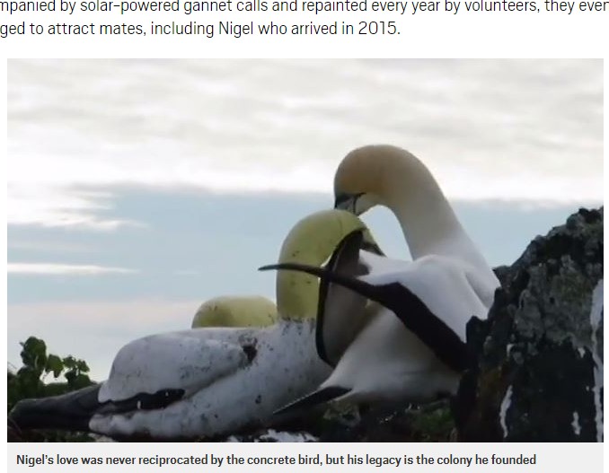ニュージーランドでコンクリート製の鳥の模型に実らぬ恋を捧げたカツオドリの雄。2018年1月、模型のそばに寄り添ったままこの世を去っていた（画像は『Metro　2018年2月2日付「Nigel the lonely gannet dies alone after falling in love with a concrete decoy」』のスクリーンショット）