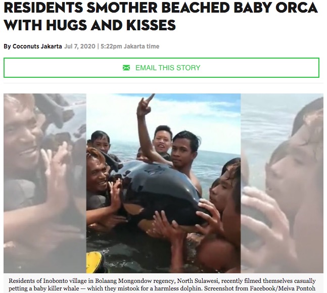 インドネシアのビーチの浅瀬に2020年6月、迷い込んで座礁したシャチの赤ちゃん。若者らはシャチにキスをしたり抱き締めたりしており、「なんて愚か」と非難の声があがっていた（画像は『Coconuts Jakarta　2020年7月7日付「A Whale Lotta Love: North Sulawesi residents smother beached baby orca with hugs and kisses」（Facebook/Meiva Pontoh）』のスクリーンショット）