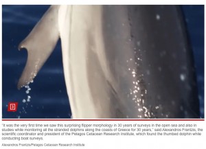 イルカの親指があるように見えるヒレは病変によるものではなく、遺伝子異常による可能性が高いようだ（画像は『New York Post 2023年12月11日付「Dolphin with ‘thumbs’ surprises scientists in first-ever discovery」（Alexandros Frantzis/Pelagos Cetacean Research Institute）』のスクリーンショット）