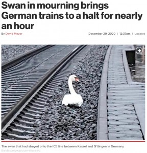 ドイツの高速列車が通過する線路内に2020年12月、座り込んでいる1羽の白鳥が発見された。この白鳥は死んだパートナーのそばから離れることを拒んだことから、列車が一時運行を停止したという（画像は『New York Post　2020年12月29日付「Swan in mourning brings German trains to a halt for nearly an hour」（Bundespolizei/picture-alliance/d）』のスクリーンショット）