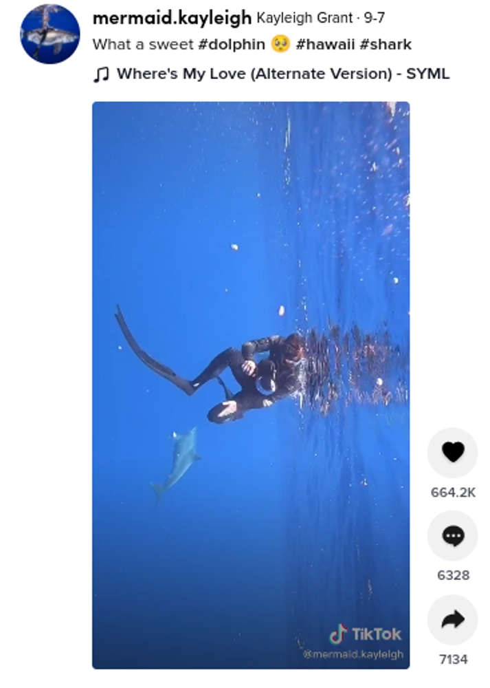 2021年9月、米ハワイの深海でサメと遭遇したダイバーの姿が捉えられる。その時、イルカがダイバーの周りを旋回してサメから守ろうとしていたという（画像は『Kayleigh Grant　2021年9月7日付TikTok「What a sweet ＃dolphin」』のスクリーンショット）