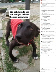 インドで犬のレスキュー活動を続けるグループが今年9月、保護して1年になるオス犬の動画をSNSに投稿。犬は「足が曲がっているから」と飼い主に捨てられていた（画像は『Kween B.　2023年9月17日付Instagram「Abby bhau ka safar」』のスクリーンショット）
