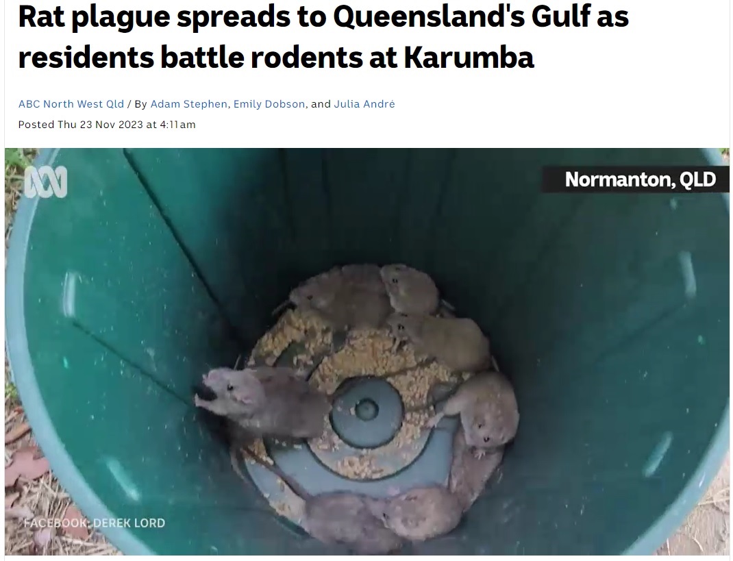 ある住宅のゴミ箱には、異常発生した多数の生きたネズミが潜んでいた（画像は『ABC（Australian Broadcasting Corporation）　2023年11月23日付「Rat plague spreads to Queensland’s Gulf as residents battle rodents at Karumba」（Supplied: Facebook）』のスクリーンショット）