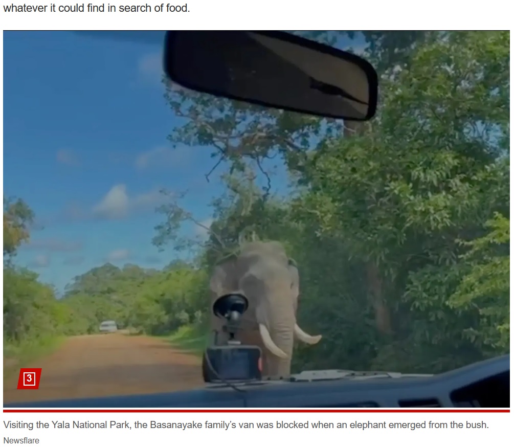 スリランカ南東部にあるヤーラ国立公園内を走っていた車。木々に覆われていた道路の右側から、突然大きなゾウが現れた（画像は『New York Post　2023年12月15日付「Sri Lanka tourists narrowly escape elephant that broke into their van, stole sandwich in wild video」（Newsflare）』のスクリーンショット）