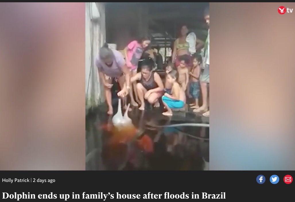 ブラジル北東部で2022年5月、強い雨により洪水や土砂崩れの被害が相次いだが、ある民家の玄関に野生のイルカがやって来た。被害に遭った家族とイルカとの交流を収めた動画が、地元の人たちの心を温かくしていた（画像は『The Independent　2022年5月30日付「Dolphin ends up in family’s house after floods in Brazil」』のスクリーンショット）