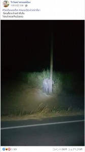 タイのサトウキビ畑で2020年11月、子ゾウの姿をカメラが捉えた。子ゾウはサトウキビをこっそり食べに来ていた（画像は『วีรวัฒน์ พรหมเมือง　2020年11月15日付Facebook「＃ไม่เห็นเลยจริงๆ ＃หลบเป้ปเจ้าหน้าที่มา」』のスクリーンショット）