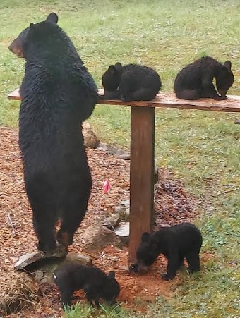 米サウスカロライナ州にある州立公園のパークレンジャー夫妻の庭先に2021年5月、珍しい4つ子を連れた母グマが現れた。1年後、5頭は再び同じ場所に姿を現して夫妻を驚かせたという（画像はカレン・ポストさん提供）