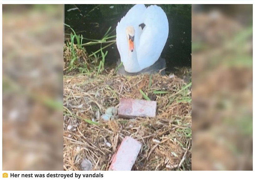 英グレーター・マンチェスターの運河の川岸で2020年、6個の卵を産んだ白鳥。そのうち5個の卵が10代の少年達によって潰され、白鳥は傷心のあまり巣の中で息絶えていた（画像は『Manchester Evening News　2020年6月20日付「Swan whose nest was smashed up by vandals with bricks ‘dies from a broken heart’」（Image: UGC）』のスクリーンショット）