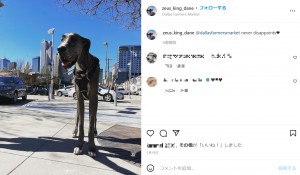 米テキサス州在住の男性が飼っているグレートデーンは2022年3月、生存する“世界一背の高い犬”としてギネス世界記録に登録された。その体高は1.046メートルで、外を歩けば「馬じゃないか！」と驚きの声があがるという（画像は『Zeus the Great Dane　2022年3月19日付Instagram「＠dallasfarmersmarket never disappoints」』のスクリーンショット）