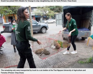 猫たちはまず、地元の大学に搬送されて狂犬病の予防注射やリハビリなどの必要なケアを受けてから、里親の募集をする予定という（画像は『Metro　2023年12月23日付「Restaurant that drowned 300 cats a month to make cat soup shuts down for good」（Picture: Chau Doan）』のスクリーンショット）