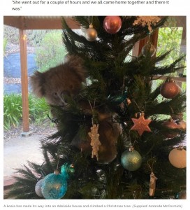 2020年12月には、オーストラリアの民家にコアラが侵入し、クリスマスツリーの上で寛いでいた。ツリーは本物の木ではなくフェイクだったが、コアラも途中で気づいていたという（画像は『ABC News　2020年12月3日付「Adelaide family returns home to find koala perched on Christmas tree in lounge room」（Supplied: Amanda McCormick）』のスクリーンショット）