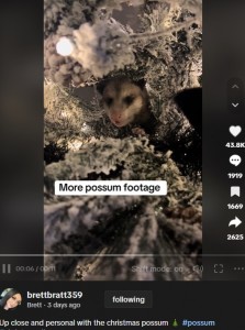 米テキサス州に住む女性は今年11月、居間に飾ったクリスマスツリーの中にネズミの尻尾のようなものがあるのに気付く。その正体はオポッサムだった（画像は『Brett　2023年12月3日付TikTok「Up close and personal with the christmas possum」』のスクリーンショット）
