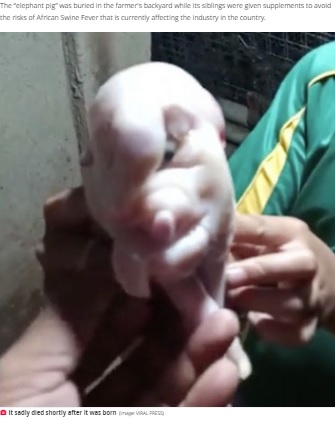 フィリピンのある農場で2021年6月、顎がしゃくれ、額に象の鼻を付けたような奇形の豚が誕生。一緒に誕生した7匹には異常がなかったという（画像は『Daily Star　2021年6月29日付「Mutant ‘elephant pig’ born with trunk and one eye socket baffles farmer」（Image: VIRAL PRESS）』のスクリーンショット）