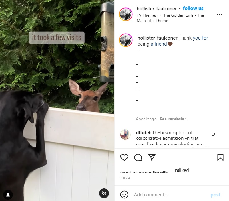 米バージニア州に住むある飼い主は2022年夏、1頭のシカがたびたびやってくることに気付いた。その後、飼い犬とシカの温かい交流が始まったという（画像は『Hollister Faulconer　2022年7月4日付Instagram「Thank you for being a friend」』のスクリーンショット）