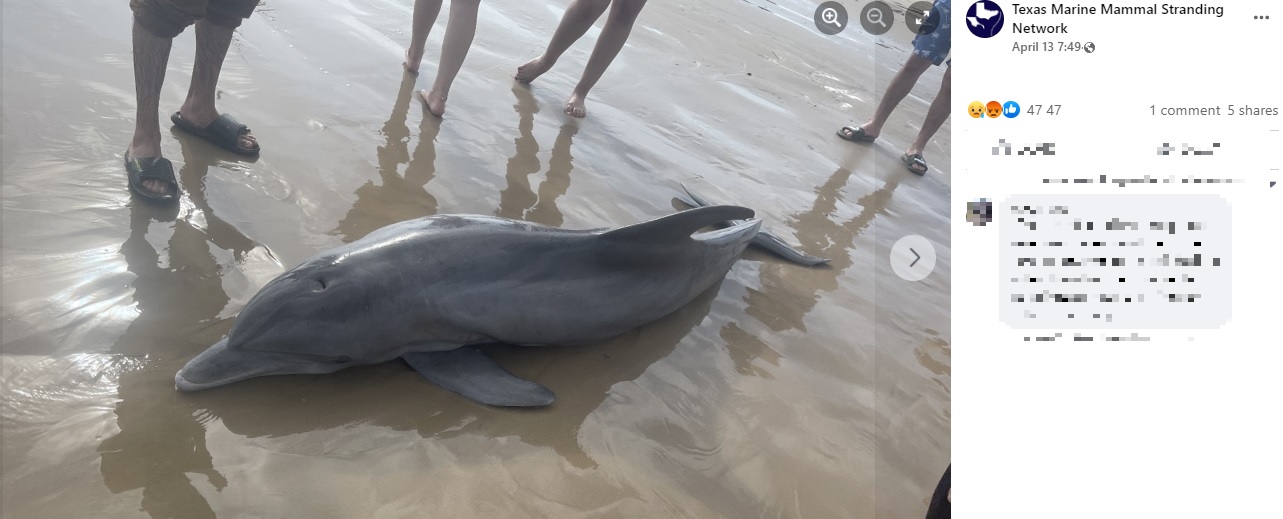 米テキサス州で2022年4月、浜辺に打ち上げられたイルカが人間のハラスメントによって命を落とした。群衆がイルカと一緒に泳ごうとしたり、背中に乗って泳ぐなど信じられない行動に出たという（画像は『Texas Marine Mammal Stranding Network　2022年4月13日付Facebook「The dolphin in these photos stranded alive on Quintana Beach,」』のスクリーンショット）