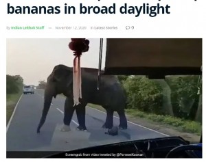 2020年、スリランカでバスを運転していたドライバーがゾウに遭遇。ゾウは運転席と助手席の間に置かれていた大きなバナナの房を掴み、横取りしていた（画像は『Indian Lekhak　2020年11月12日付「Viral video: Elephant stops elephant to steal bananas in broad daylight」（Screengrab from video tweeted by ＠ParveenKaswan）』のスクリーンショット）