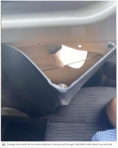 車内にいた全員にケガはなかったものの、窓ガラスは粉々になり、車体にはゾウの牙で大きな穴が空いていた（画像は『PerthNow　2023年12月14日付「Basnayake family from Perth have close encounter with elephant after it attacks them for food in Sri Lanka」（Daily Mail Credit: News Corp Australia）』のスクリーンショット）