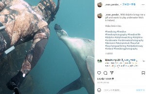 アイルランド在住の男性が2021年12月、野生のイルカと友情を築く姿をSNSに投稿。男性は「海に潜ると向こうからやってくるんだ」と語っていた（画像は『Evan Pender　2021年12月14日付Instagram「Wild dolphin brings me a gift and wants to play underwater fetch in Ireland.」』のスクリーンショット）