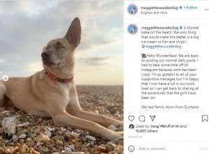 中東レバノンで虐待されていたところを保護された犬。イギリス在住の犬の調教師がこの犬を引き取り、今ではセラピー犬として人々に愛を届けているという（画像は『Maggie the Wonder Dog　2021年8月24日付Instagram「A blonde babe on the beach」』のスクリーンショット）