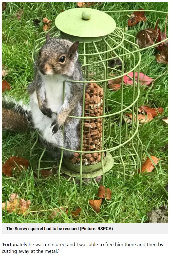 英サリー州の民家の庭で2021年11月、英国動物虐待防止協会に救助されたリス。鳥の給餌器に入り込んでしまい、身動きが取れなくなっていた（画像は『Metro　2021年11月15日付「Squirrel eats so many nuts he gets stuck in bird feeder」（Picture: RSPCA）』のスクリーンショット）