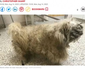 今年3月、英グレーター・マンチェスターでオスの捨て犬が保護された。犬は被毛が固まり瀕死の状態だったが、新しい飼い主に温かく迎えられた（画像は『Daily Express　2023年8月14日付「Blind and deaf dog that was left abandoned looked like a ‘pile of rags’ before rescue」（Image: RSPCA/SWNS）』のスクリーンショット）