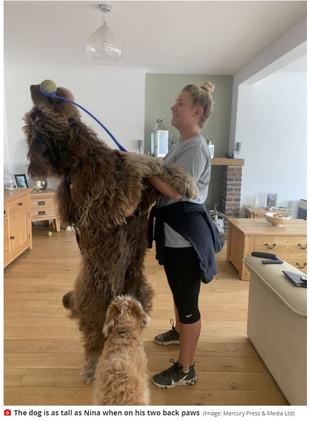 英ウェスト・サセックス州のある家で飼われているニューファンドランドとプードルのミックス犬。2021年4月時点で2歳だったが、体重は約44キロ、後ろ脚で立ち上がると約160センチの飼い主と同じ高さにまで到達するという大きさだった（画像は『Mirror　2021年4月23日付「Owner of puppy, 2, dubbed ‘Chewbacca’ had no idea dog would grow to a human size」（Image: Mercury Press ＆ Media Ltd）』のスクリーンショット）