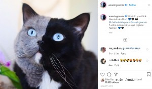 イギリスのある家で飼われているツートンカラーの顔を持つ猫。2019年に子猫を2匹産んだが、黒とグレーの毛色を一色ずつ受け継いでいた（画像は『AMAZING NARNIA Double Face　2019年8月5日付Instagram「What do you think Narnia looks like ?」』のスクリーンショット）