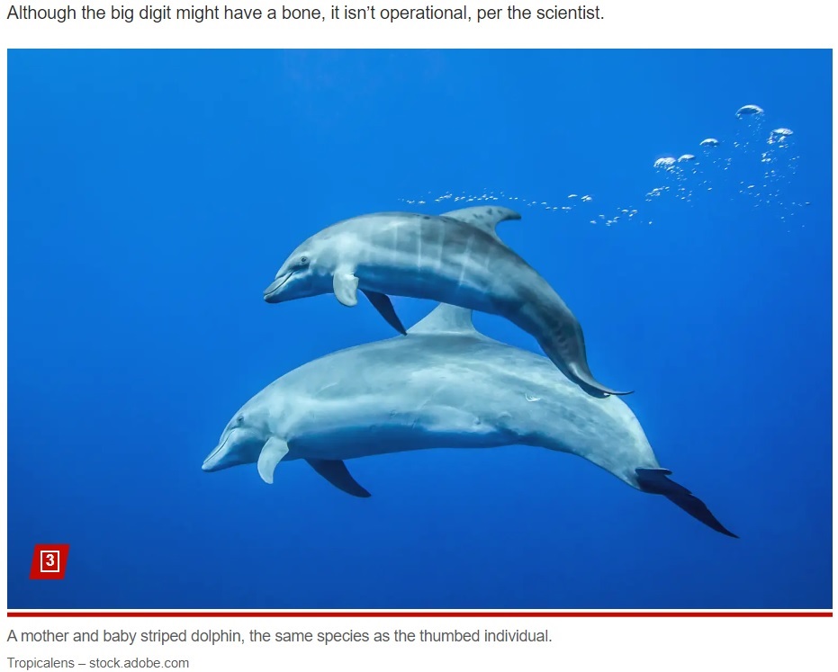 ギリシャ沿岸で発見されたヒレに親指のようなものを持つイルカと同種のシマイルカ。通常のイルカは胸ビレが分かれていない（画像は『New York Post 2023年12月11日付「Dolphin with ‘thumbs’ surprises scientists in first-ever discovery」（Tropicalens - stock.adobe.com）』のスクリーンショット）