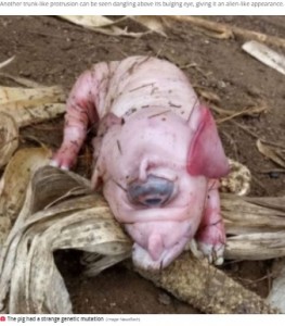 ブラジルで2021年5月、目が一つしかない単眼症の豚が誕生。豚特有の大きな鼻はなく、鼻の位置には小さな突起があった（画像は『Daily Star　2021年5月25日付「Nightmare ‘cyclops’ piglet born with one eye and a trunk instead of a snout」（Image: Newsflash）』のスクリーンショット）