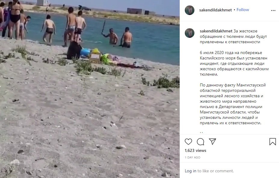 カザフスタンで2020年7月、浅瀬にやってきた1頭のカスピカイアザラシが、観光客とみられる大人たち数人に長い棒で叩かれていた（画像は『Saken Dildakhmet　2020年7月8日付Instagram「За жестокое обращение с тюленем люди будут привлечены к ответственности」』のスクリーンショット）
