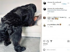 英ニューカッスル・アポン・タインのある家で飼われている超大型犬のニューファンドランド。今年8月、生後1歳半で体重約70キロに達していた（画像は『Elliott Richardson　2023年7月18日付Instagram「＃bearnecessities ＃disney」』のスクリーンショット）