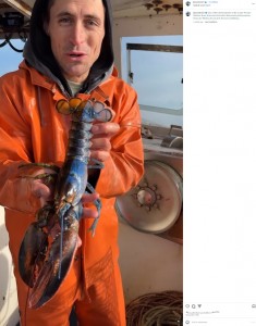 米メイン州の沖合で今年11月、ロブスター漁師が珍しい個体を捕獲。体の左側が青、右側がオレンジ色をしており、青側が雄、オレンジ側が雌だった（画像は『Jacob Knowles　2023年11月15日付Instagram「One of the rarest lobsters in the ocean!」』のスクリーンショット）