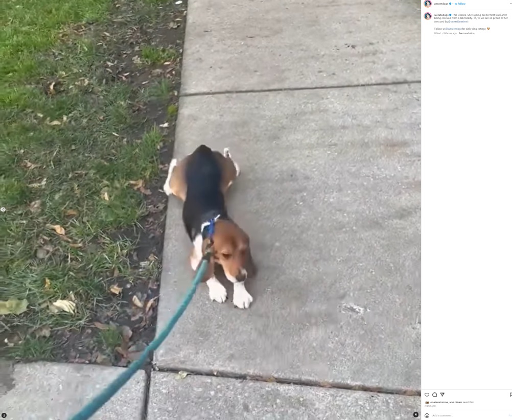 米イリノイ州シカゴの動物保護団体が今年10月、ビーグル犬が散歩する様子をSNSに投稿。この犬はもともと実験動物で、生まれて初めて外の世界を知った（画像は『WeRateDogs　2023年10月27日付Instagram「This is Dora.」』のスクリーンショット）