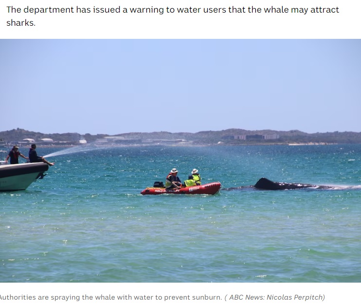 日焼けや水ぶくれを最小限に抑えるためにボートからホースでクジラに水をかけるDBCAのスタッフ。このままの状態が長く続けば安楽死させるという（画像は『Australian Broadcasting Corporation　2023年12月11日付「Sperm whale stranding in Rockingham brings crowd to beach as authorities consider euthanising animal」（ABC News: Nicolas Perpitch）』のスクリーンショット）
