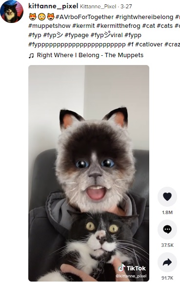 カナダのある家で飼われている猫。2022年3月、飼い主が愛猫を抱き歌を歌う動画をSNSに投稿したところ、フェイスフィルター機能を見た猫は固まって動けなくなってしまった（画像は『Kittanne_Pixel　2022年3月27日付TikTok「＃AVrboForTogether ＃rightwhereibelong ＃muppets」』のスクリーンショット）