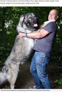 英ダービーシャー州のある家で飼われている大型犬のロシアン・ベア・ドッグ。2020年12月に体重89キロ、後ろ足で立つと195センチという立派な体格が伝えられた（画像は『Metro　2020年12月27日付「Giant dog is 14 stone and 6ft 5 inches tall – but he hasn’t stopped growing yet」（Picture: Caters News）』のスクリーンショット）