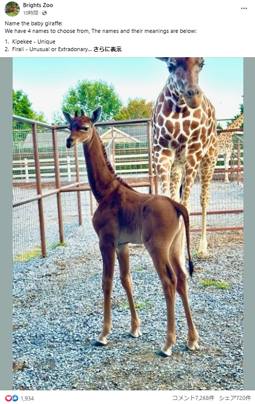 米テネシー州の動物園で今年7月、網目模様のないキリンが誕生。模様のないキリンが最後に確認されたのは、1972年に上野動物園で誕生した個体だったという（画像は『Brights Zoo　2023年8月22日付Facebook「Name the baby giraffe」』のスクリーンショット）