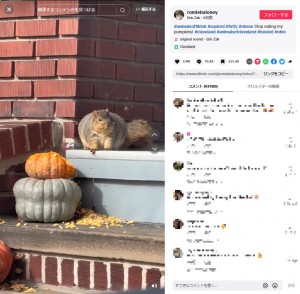 米オハイオ州在住の女性は、今年10月からハロウィンのため自宅の玄関先にカボチャを飾っていた。しかしそのそばには丸々としたリスがいたという（画像は『Erin Zak　2023年11月8日付TikTok「＃animalsoftiktok ＃squirrel ＃fatty」』のスクリーンショット）