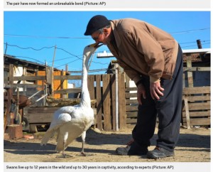 トルコ在住の男性は、ケガをして動けない白鳥を助けた。それから37年が経ち、深い信頼関係を築いていることが2021年に伝えられた（画像は『Metro　2021年2月9日付「Man is best friends with swan he rescued 37 years ago」（Picture: AP）』のスクリーンショット）