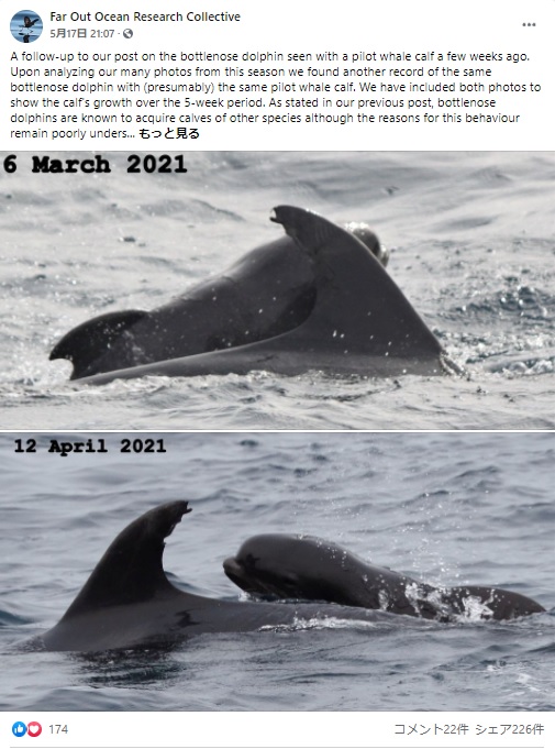 ニュージーランドの沖合で2021年、大人のバンドウイルカとゴンドウクジラの赤ちゃんが寄り添って泳ぐ光景が撮影された。2頭は5週間も一緒にいたという（画像は『Far Out Ocean Research Collective　2021年5月17日付Facebook「A follow-up to our post on the bottlenose dolphin seen with a pilot whale calf a few weeks ago.」』のスクリーンショット）